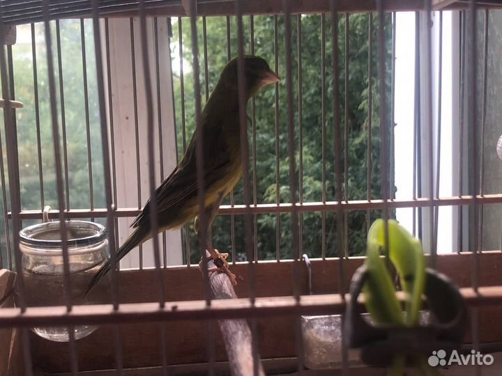 Русская канарейка овсяночного напева