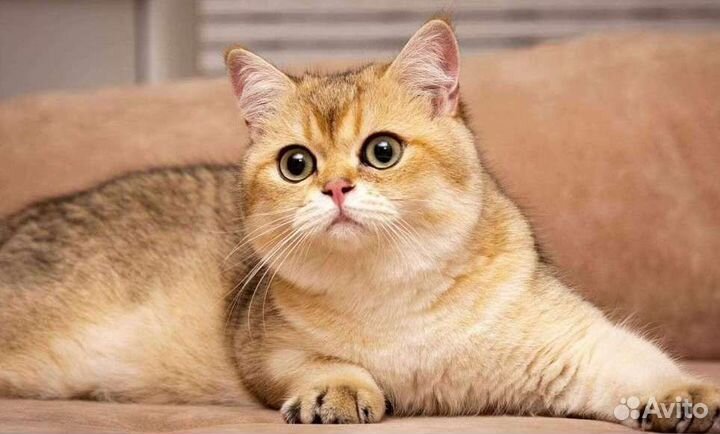 Золотой кот вязка