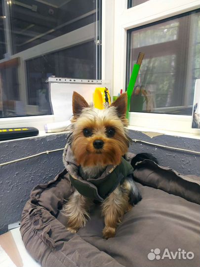 Йоркширский терьер мини, вязка