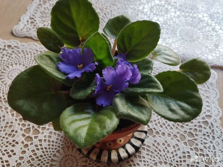 Фиалка махровая, сиреневая