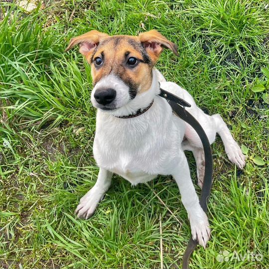 Метис джек рассела