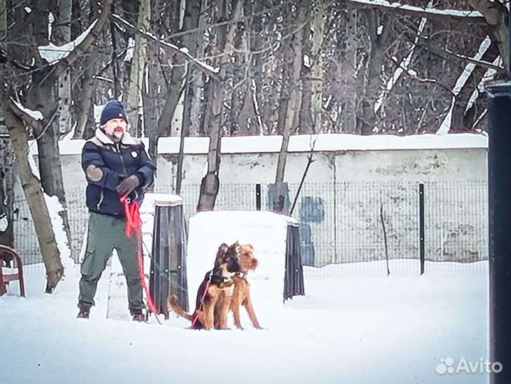 Кинолог, дрессировка собак