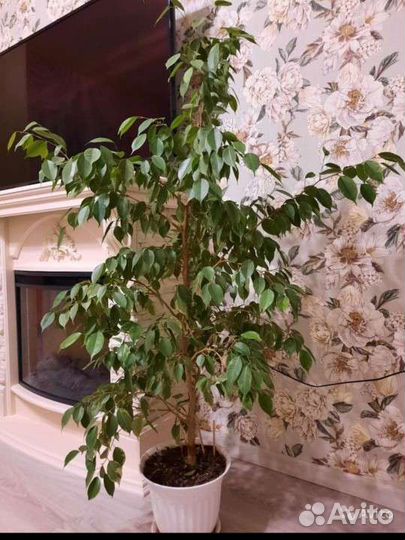 Фикус Бенджамина