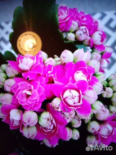 Каланхое цветущее