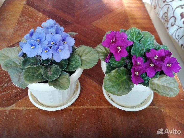 Фиалка в горшках