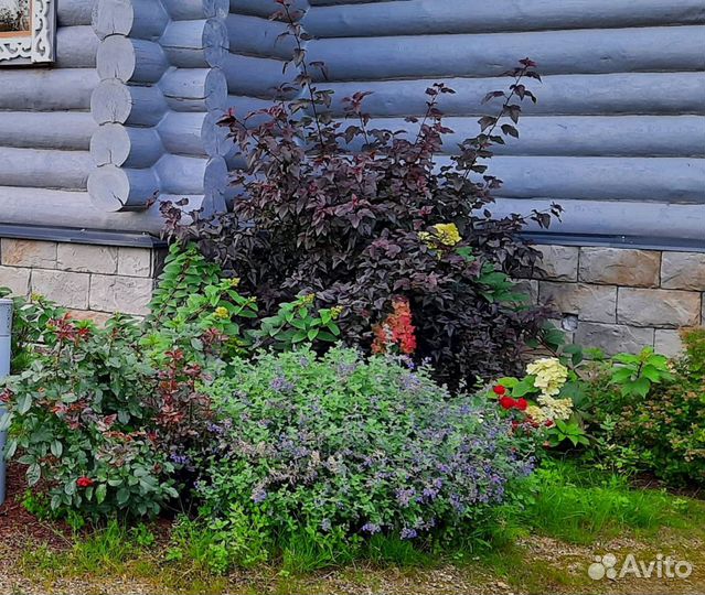 Живая изгородь Пузыреплодник красный 90 см