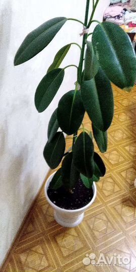 Фикус эластика робуста
