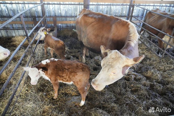 Нетель Герефорд класса класса элита и элита-рекорд