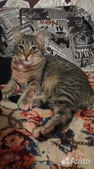 Продадим породистого кота порода: оцикет