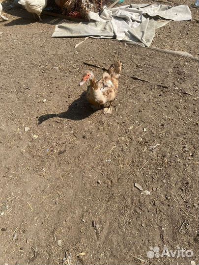 Куры гуси утки