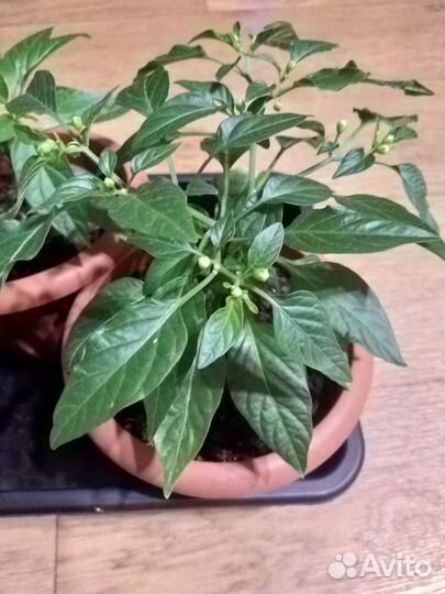 Комнатный перец 