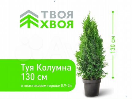 Туя Колумна 130см для живой изгороди