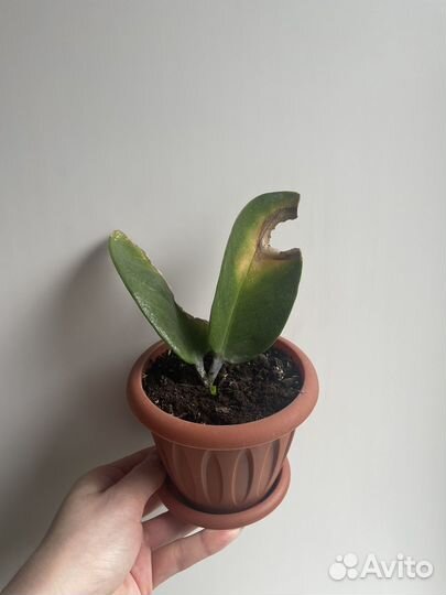 Замиокулькас