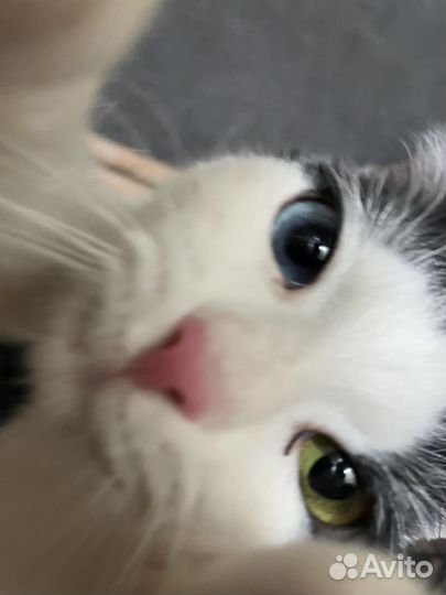 Кошка с разными глазами