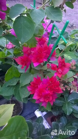 Бугенвиллия