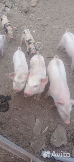Поросята ландрас
