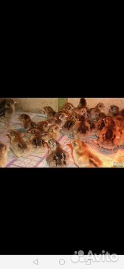 Цыплята подрощиные 2.5 месяца