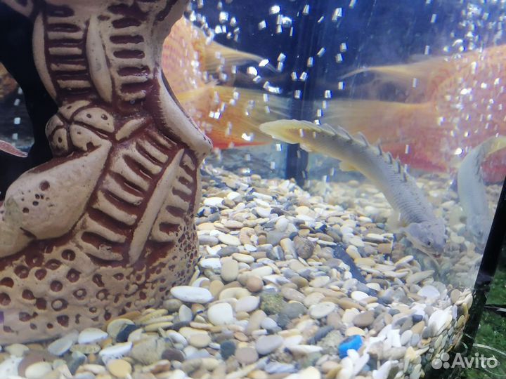 Полиптерус синегальский