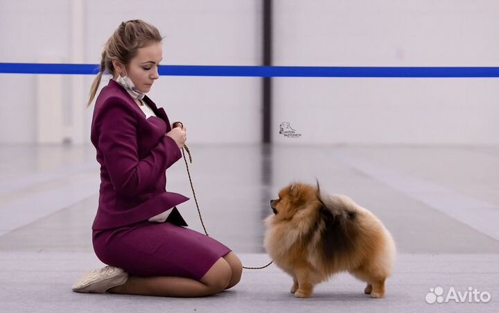 Померанский шпиц.вязка