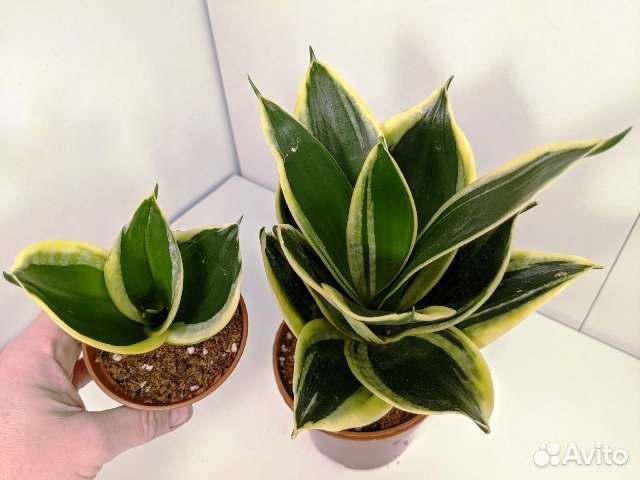 Суккуленты 2