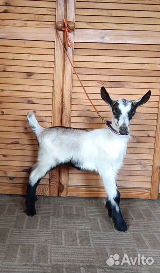 Альпийские козочки