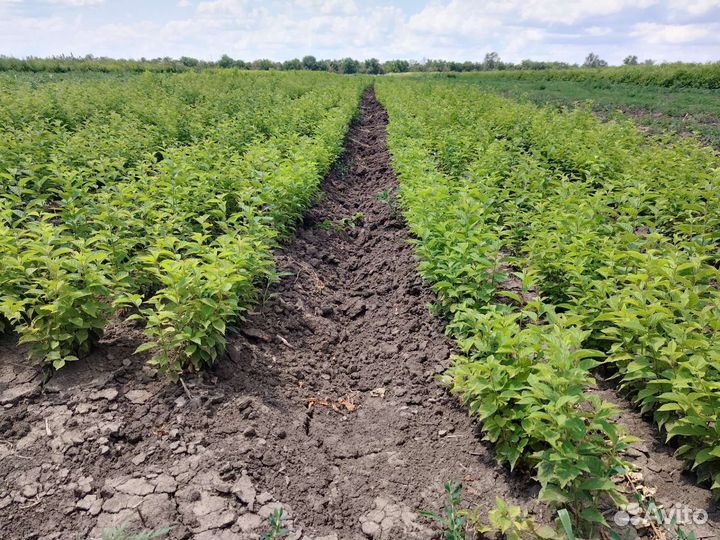 Войлочная вишня