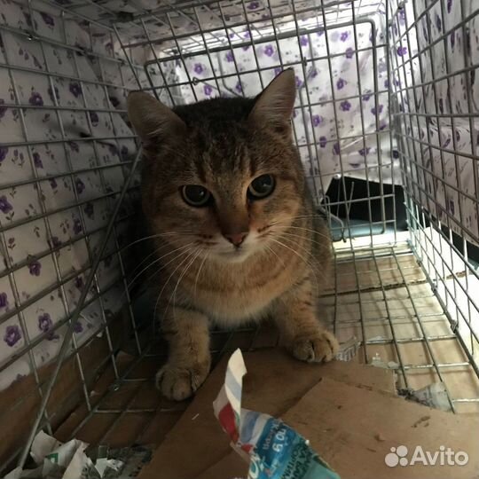 Отлов кошек