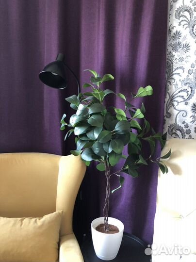 Фикус мокламе искусственный