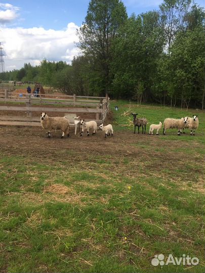 Овцы Керри Хилл Kerry Hill