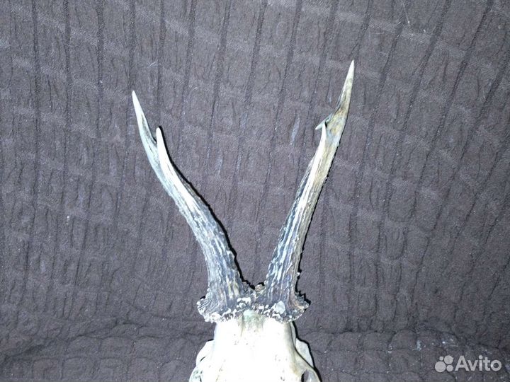 Рога косули