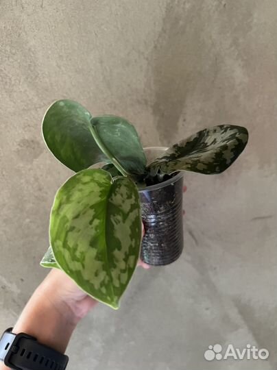 Сциндапсус