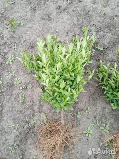 Бирючина обыкновенная