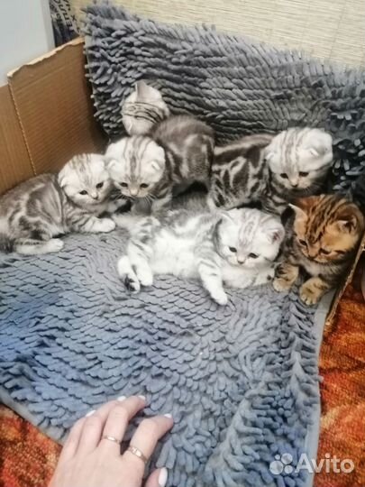 Шотландские