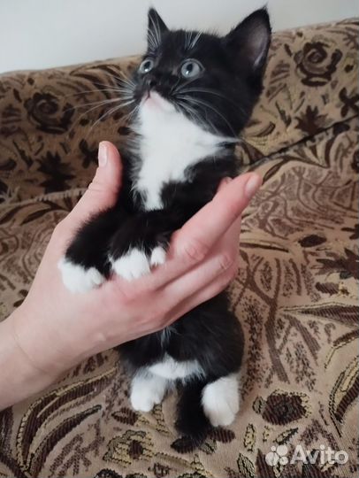 Отдам в добрые руки домашних игривых котят