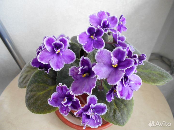 Комнатные растения