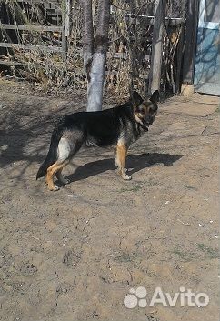 Собака в дар