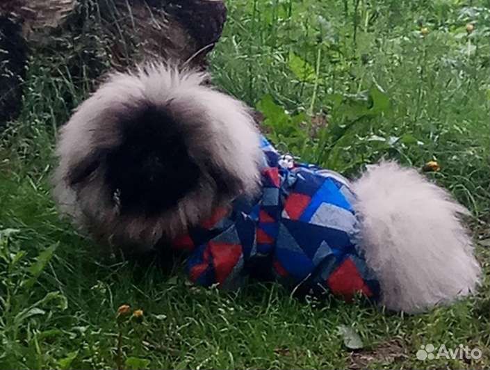 Комбинезон для маленькой собачки