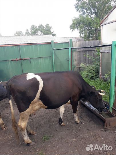 Продам корову, привита, упитанна