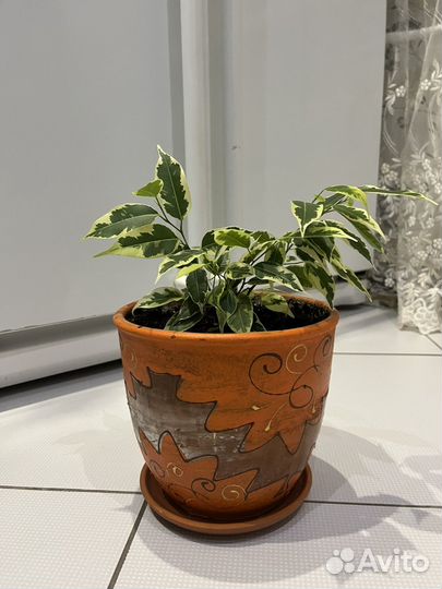 Фикус бенджамина