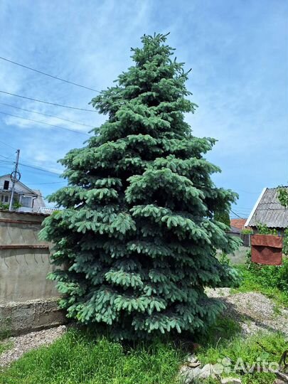 Ель голубая