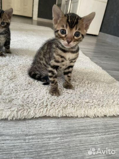 Бенгальские котята