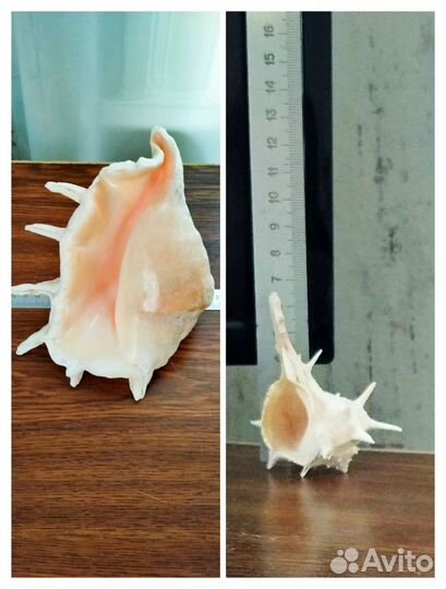 Ракушка морская большая