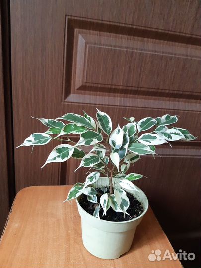 Фикус бенджамина
