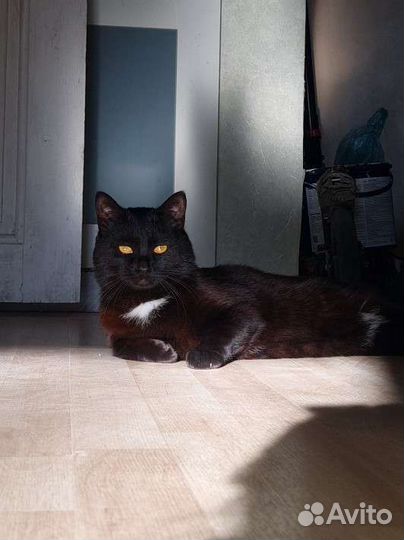 Кот ищет кошку