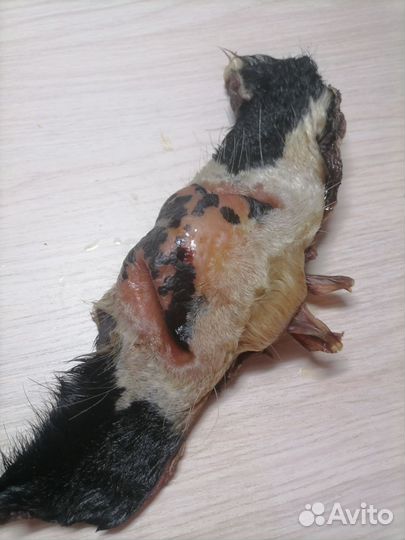 Полезное лакомство для собак и кошек