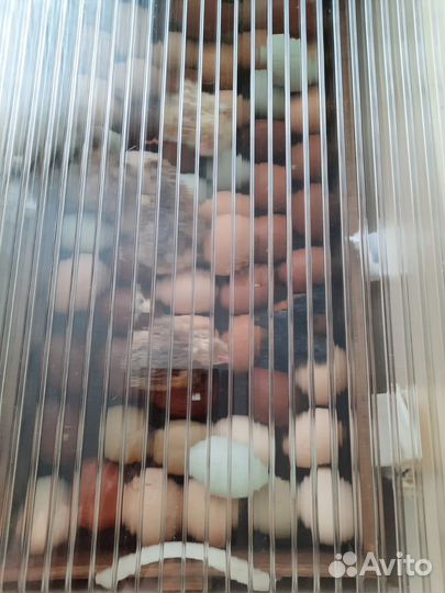 Инкубационное яйцо кур, индоуток