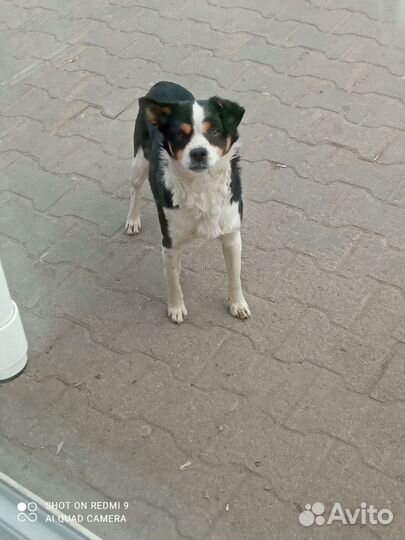 Найдена собака