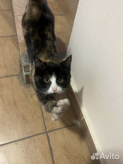 Кошка, котенок