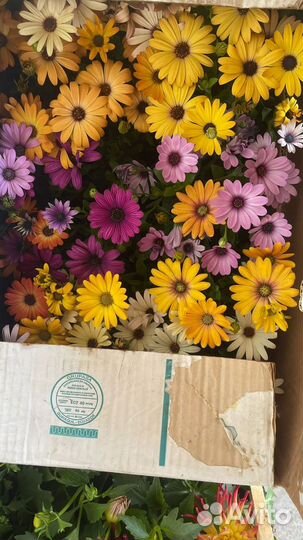 Цветы для сада. Для посадки