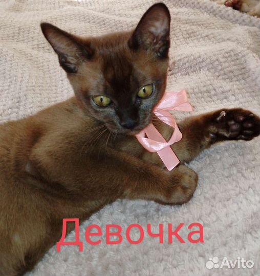 Бурманские котята